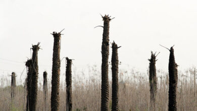 نخلهای بی سر آبادان احیا میشوند