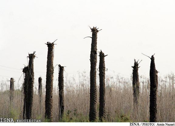 نخلهای بی سر آبادان احیا میشوند