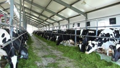 نیمی از دامداریهای صنعتی مازندران غیرفعالند