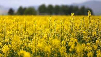 هر کیلو کلزا ۳۰ هزار تومان قیمتگذاری شد