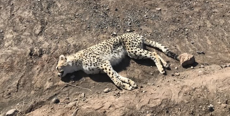 ورود دستگاه قضایی به ماجرای ادامهدار مرگ یوزهای ایرانی