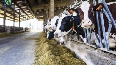 پرورش گاو و گوساله دامداریها در بهار ١٤٠٢ افزایش یافت