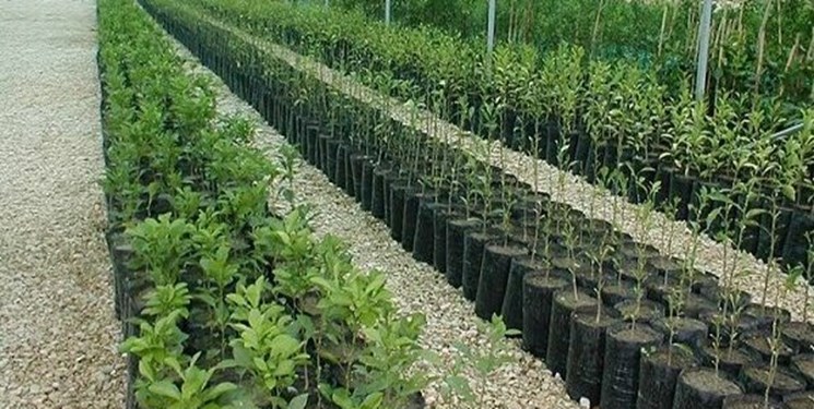 پیشبینی تولید ۲۵۰ میلیون اصله نهال تا پایان مهرماه در کشور