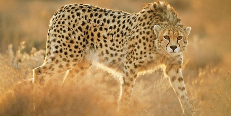 یوزپلنگ ایرانی؛ همچنان قربانی نگاههای تزیینی+فیلم و عکس