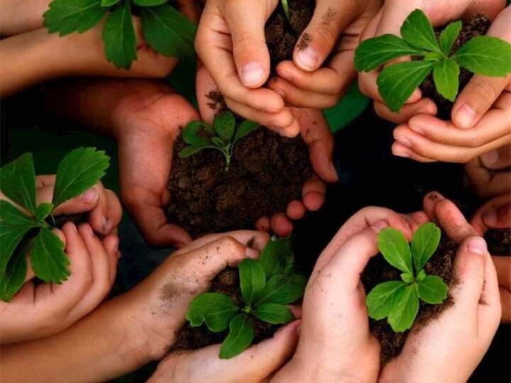 ۲۵۰ میلیون نهال آماده کاشت است