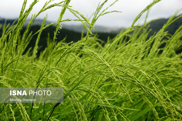 ۴۹ درصد شالیزارهای گیلان؛ در مرحله خوشه دهی/ لزوم خروج آب اضافه از شالیزار