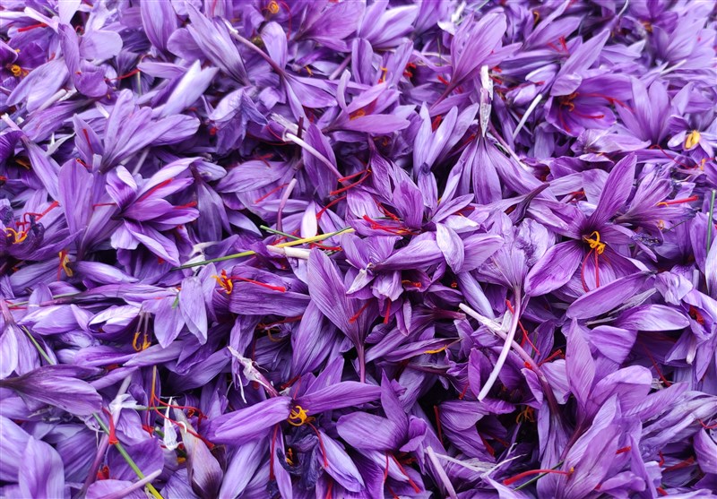 ۶ میلیارد تومان تسهیلات به زعفرانکاران فاروجی اعطا میشود