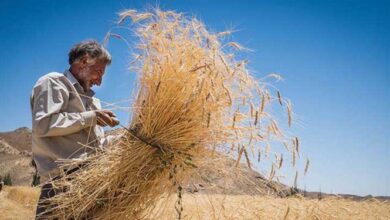 5 عامل خودکفاییِ تولید گندم در سایه اعتماد کشاورزان به وعدههای دولت