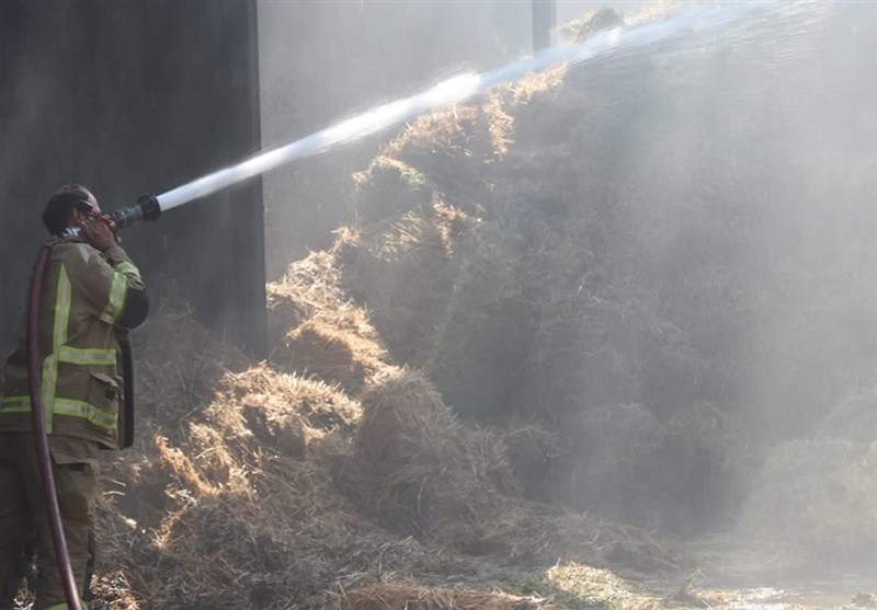 آتشسوزی در گاوداری ۵ هزار رأسی بعد از ۱۴ ساعت مهار شد + تصویر