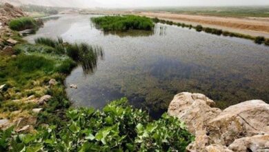 آخرین نفسهای تالاب «هشیلان»؛ یکی از هزار عجایب کرمانشاه