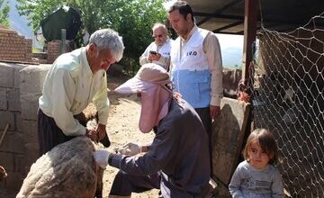 آغاز مرحله نخست واکسیناسیون دامهای سبک و سنگین لرستان علیه تب برفکی