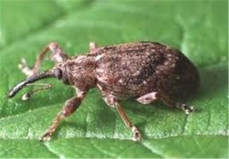 آلودگی پنج هزار و ۸۱۰ اصله نخل به سوسک سرخرطومی حنایی در فارس