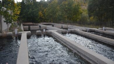 ابراز نگرانی شیلات کهگیلویه و بویراحمد از سنگ اندازیهای نظام مهندسی دامپزشکی