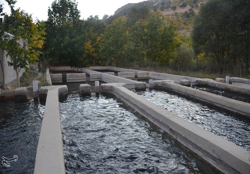 ابراز نگرانی شیلات کهگیلویه و بویراحمد از سنگ اندازیهای نظام مهندسی دامپزشکی