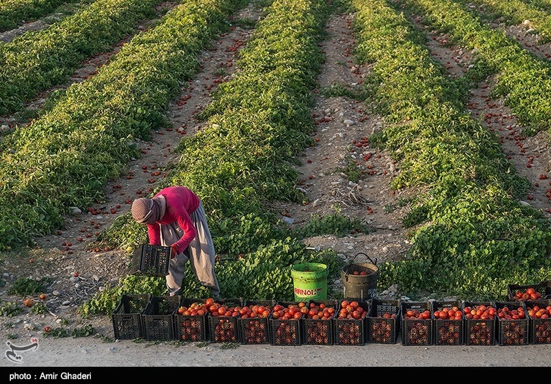 ابلاغ طرح الگوی کشت محصولات کشاورزی در استان بوشهر