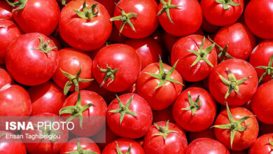 اعطاء مجوز موقت به عرضهکنندگان عمده سه محصول لیمو، گوجه فرنگی و پیاز در بندرعباس