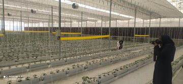 افتتاح گلخانه هیدروپونیک در سراب نیلوفر خرمآباد