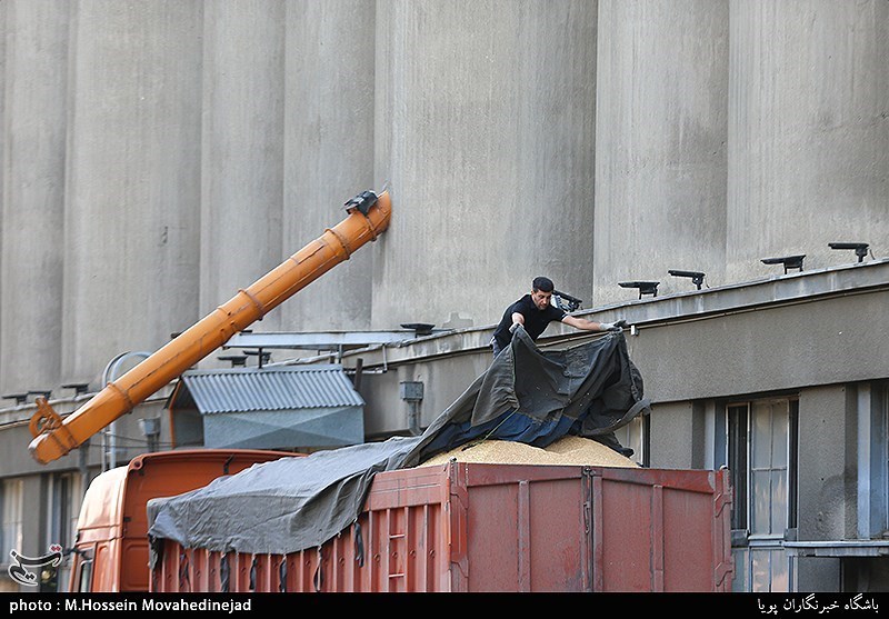 افزایش ۴۲ درصدی خرید گندم کشاورزان مازندرانی