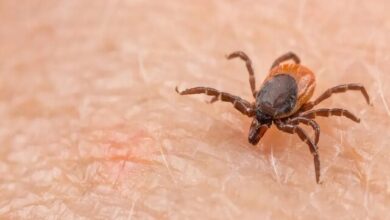 اقدام پژوهشگران دانشگاه تهران برای طراحی واکسن علیه کنهها