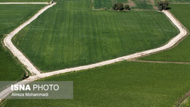 برنامه اجرای فاز دوم طرح ۵۵۰ هزار هکتاری و زراعت چوب خوزستان در سال زراعی جدید