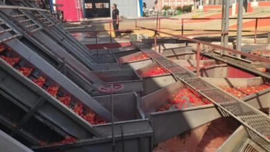 بزرگترین کارخانه فرآوری گوجهفرنگی ایران در کامیاران احداث میشود