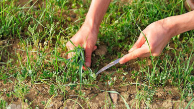 بیمه گیاهان دارویی اراضی دیمی ۱۰۰ درصد پرداخت میشود