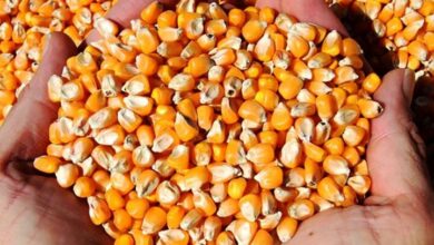 تخصیص سهمیه ذرت با استاندارد انسانی به کارخانجات صنعتی