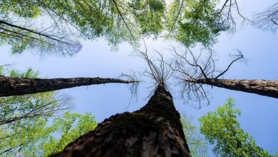 تخلف آشکار یک برجساز در بجنورد/ قطع چند اصله درخت کهنسال به بهانه هرس! + تصاویر