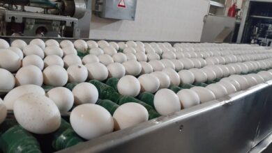 تخم مرغ همچنان کمتر از نرخ مصوب فروخته میشود