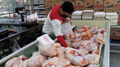 تشکیل ٧٠ پرونده از تخلف مرغداریهای لرستان