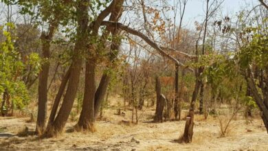 توسعه پارکهای جنگلی و مراتع به شهرداریها واگذار شد