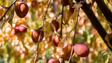 توصیههایی برای مقابله با خشکسالی و عوارض آن در باغات میوه