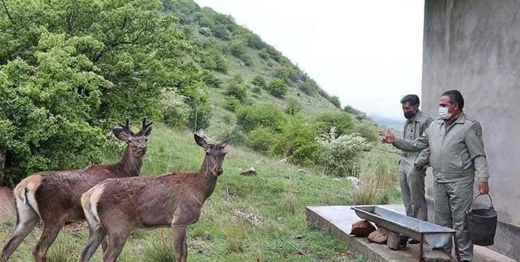 تولد دومین گوساله مارال در مرکز تکثیر و احیای فندقلوی اهر