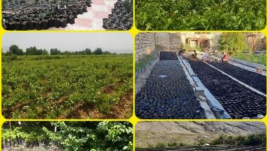 تولید بیش از ۵ میلیون اصله نهال در نهالستانهای لرستان