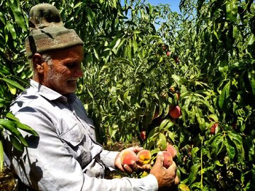 تولید ۵۴ هزار تن هلو در چهارمحال و بختیاری طی سالجاری