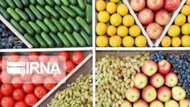 تولیدات کشاورزی ایران با ظرفیت دانشبنیان تا ۳۵۰ میلیون تن افزایش مییابد