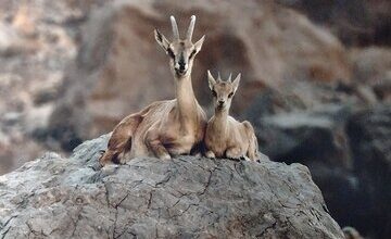 جلوههایی از حیات وحش زیبای اصفهان از دریچه دوربین عکاسی (۲)