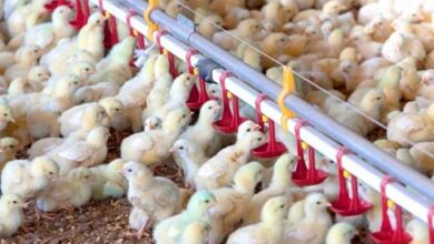 جوجهریزی ۸ میلیون و ۵۰۰ هزار قطعهای در مرغداریهای لرستان