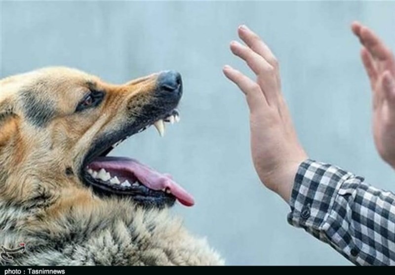 جولان سگهای ولگرد در شهر یاسوج/ عقیمسازی آغاز میشود