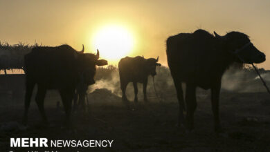 حمایت دولت عراق از گاومیشدارهای جنوب