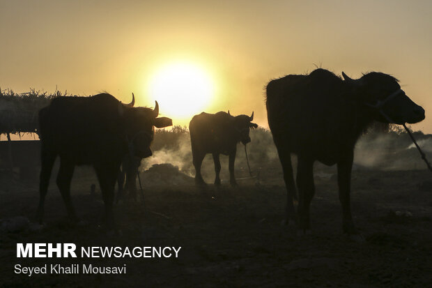 حمایت دولت عراق از گاومیشدارهای جنوب