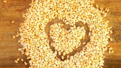 خداحافظی قزوینیها با نان سنگک و بربری کنجدی