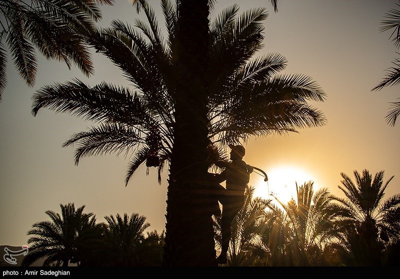 خسارت مونسون به ۸۰ درصد خرمای آماده برداشت در نیکشهر