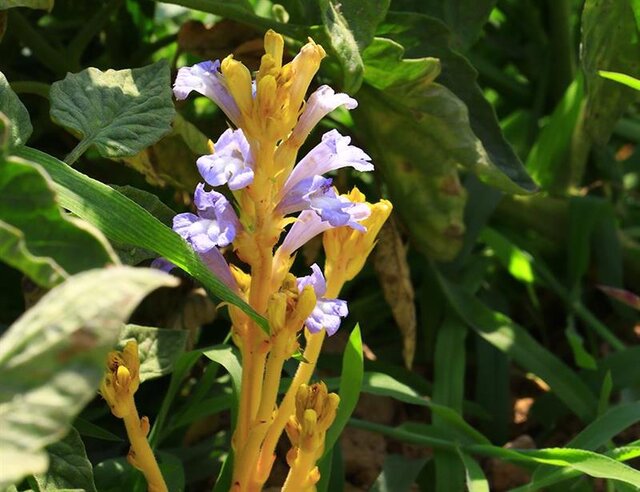 خسارت ۲۵ درصدی علفهای هرز به محصولات کشاورزی