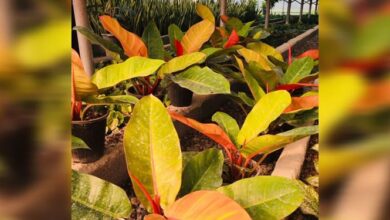 در دل این خاک اسکناس سبز میشود + عکس و فیلم