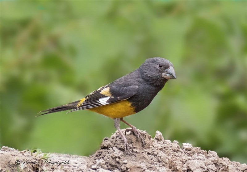 رخنمایی پرندهای نادری در طبیعت خراسان شمالی/ از “سهره سیاه” چه میدانید؟ + فیلم