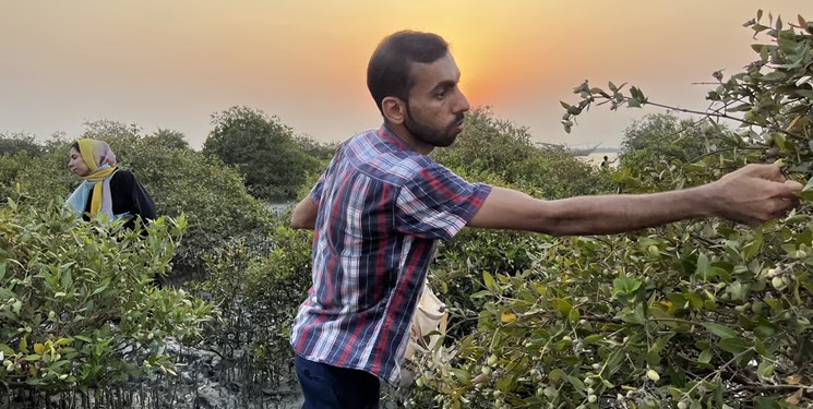 رسم هرساله بذرچینی حرا در روستای گوران قشم +عکس