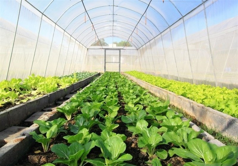 رشد دو برابری سطح گلخانههای چهارمحال و بختیاری