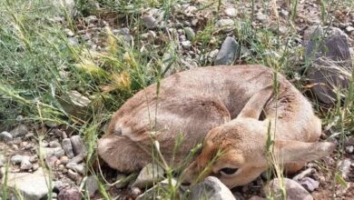 رهاسازی انواع گونههای قدیمی آهو در طبیعت مغان/ تلاش برای افزایش جمعیت آهوان