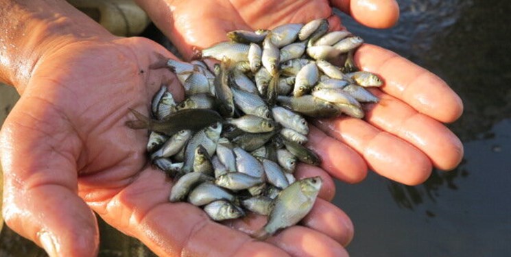 رهاسازی ۸۵ میلیون قطعه بچه ماهی در رودخانههای مازندران